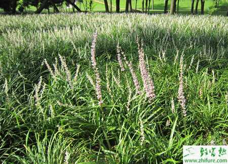 麥冬草怎么種植