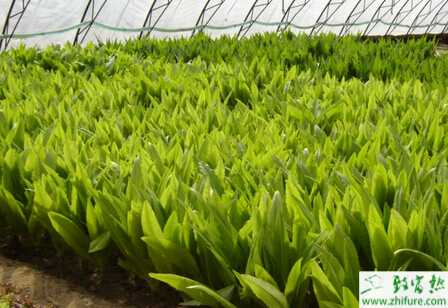 怎么種油麥菜