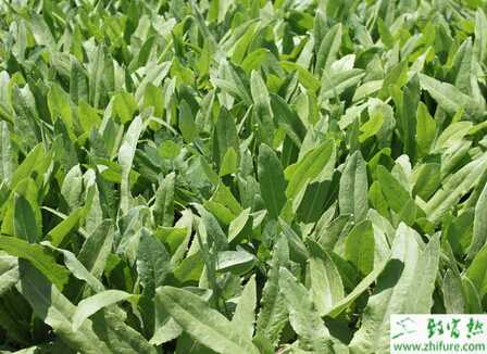 油麥菜褐斑病的癥狀及防治