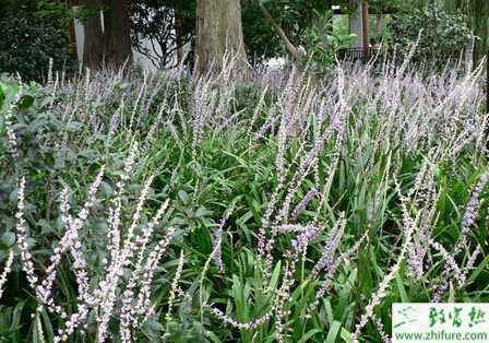 麥冬的田間種植方法