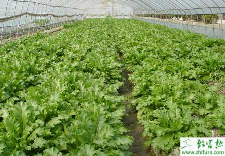 雪菜怎么種植能高產(chǎn)