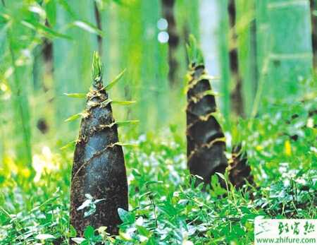 竹筍的科學(xué)選挖技巧