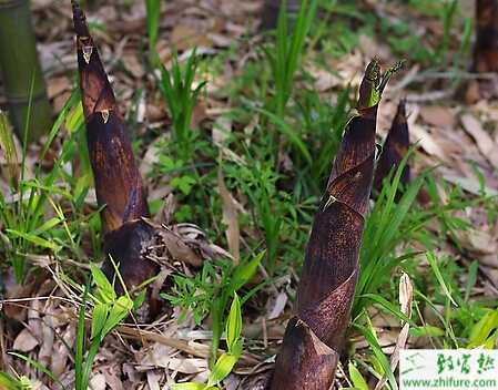 竹筍種植條件和方法