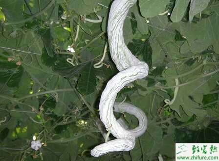 蛇瓜花葉病毒病防治