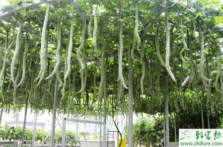 蛇瓜的種植技術