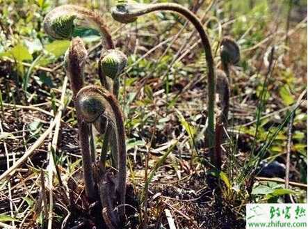蕨菜的繁殖技術(shù)