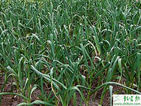 大蒜田間種植管理技術