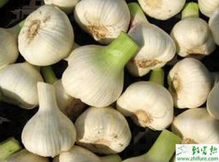 大蒜高產栽培管理