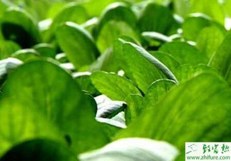 油菜選種栽培技術