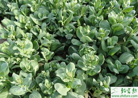 油菜高產育苗是關鍵