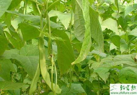 蕓豆高產栽培技術