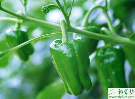 青椒的育苗和田間管理