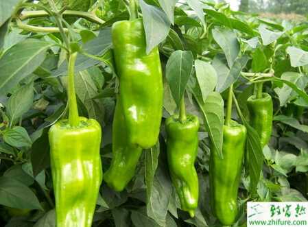 青椒高產栽培