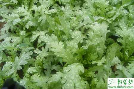 茼蒿溫室栽培技術(shù)