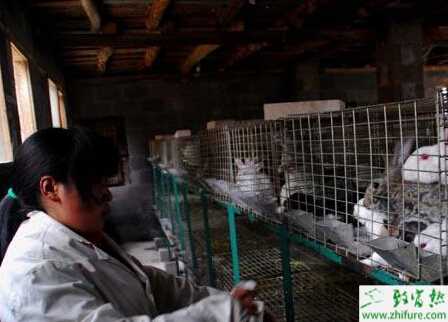 養兔子的防疫怎么實行？有哪些需要注意的？