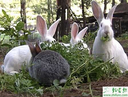 散養兔子怎么養？有什么優缺點？