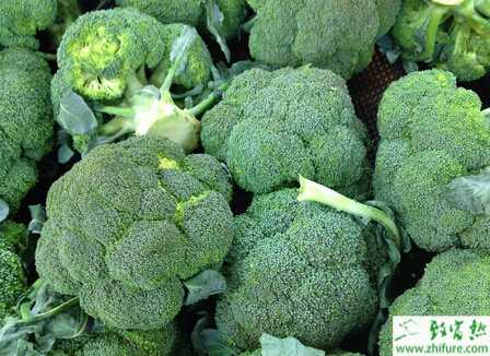 西蘭花生長各期的田間管理