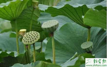 蓮藕種植的田間管理