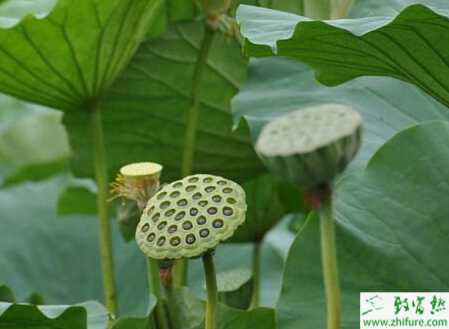 蓮藕栽培高產技術