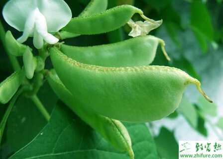 扁豆的種植高產技術