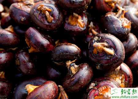 荸薺稈枯病原理和防治