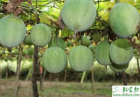 瓜蔞蔓枯病防治