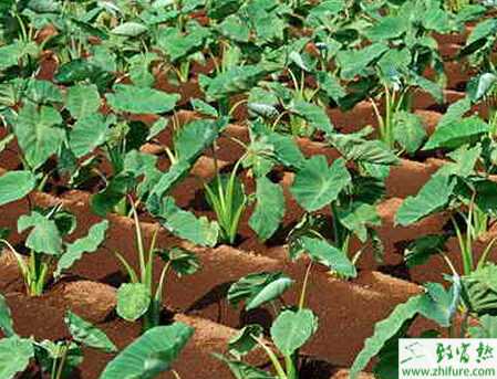 芋頭的栽培管理