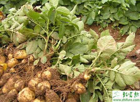 馬鈴薯晚疫病怎樣防治