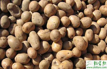 馬鈴薯的施肥技術