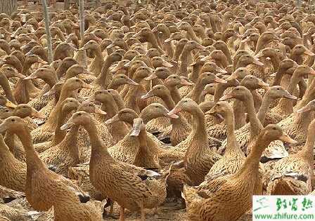 蛋鴨產蛋期如何喂養