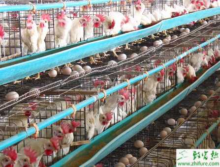 蛋雞產(chǎn)蛋期的管理