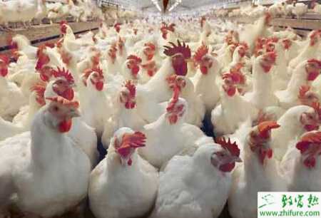 肉雞大腸桿菌病的防治
