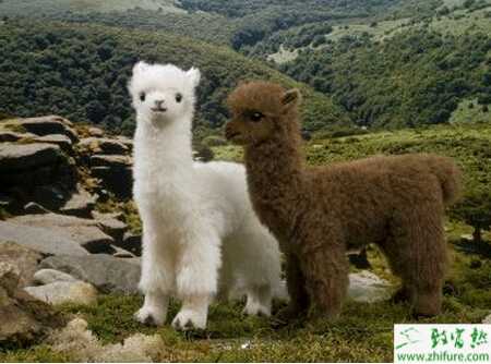 養羊駝賺錢嗎？