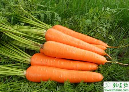 胡蘿卜的種植技術(shù)