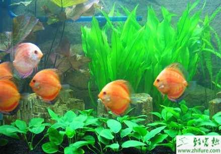 辦公室養魚風水都有哪些講究？