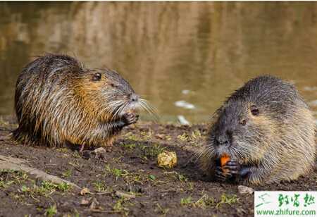 養海貍鼠的市場前景