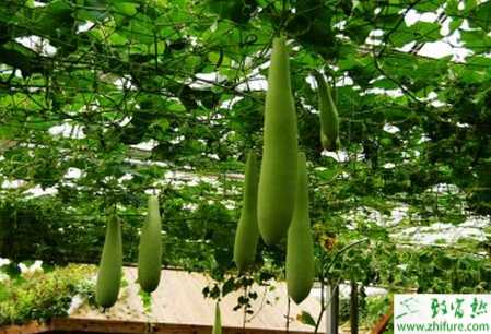 瓠子的種植技術
