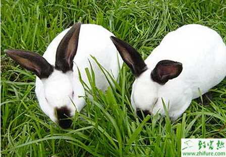 秋季獺兔養殖要點