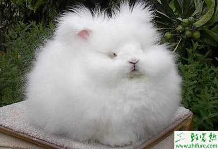 長毛兔腹瀉原因和防治