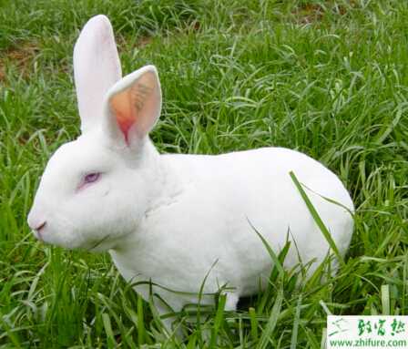 獺兔兔舍怎么建設