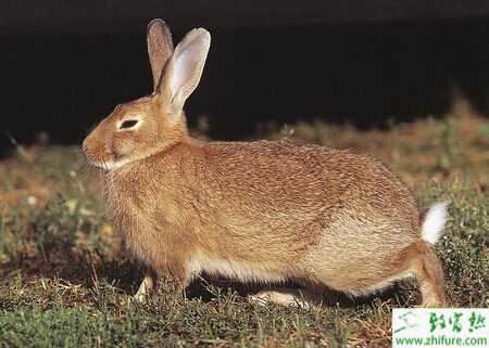 野兔冬季養(yǎng)殖管理要點(diǎn)