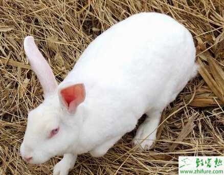 肉兔常用飼料的各項剖析