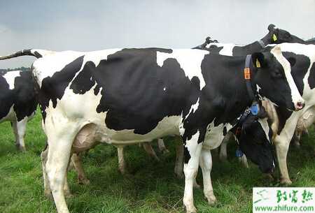 奶牛妊娠毒血癥是什么、怎么防治