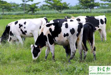 奶牛場防疫怎么進行