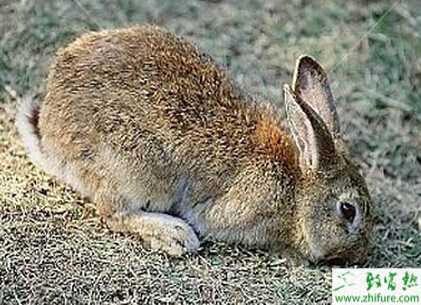 野兔養(yǎng)殖草料飼養(yǎng)問題