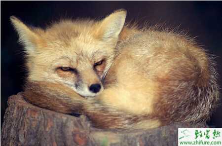 狐貍怎么養？有哪些需要注意的？