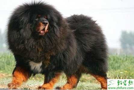 養(yǎng)藏獒怎么養(yǎng)？有哪些需要注意的？