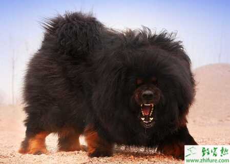 飼養(yǎng)藏獒要喂什么？有什么要注意的？