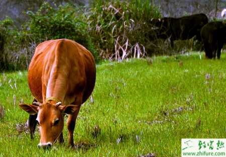 黃牛育肥的飼料配方