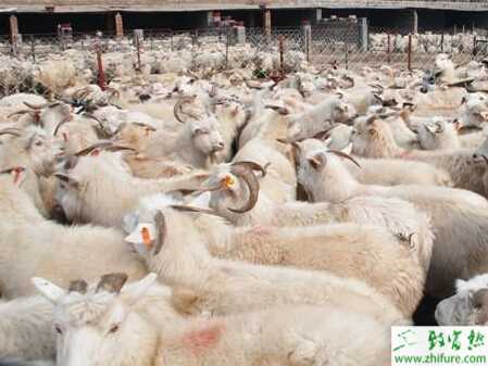 綿羊育肥的方法和注意事項(xiàng)